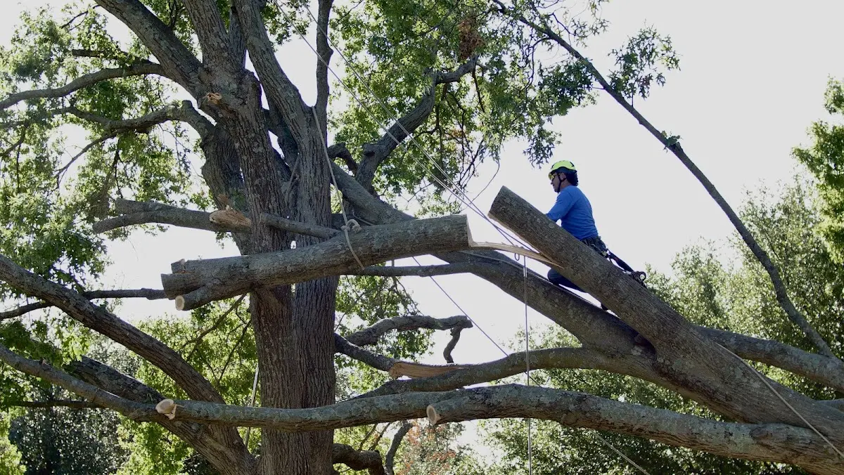 Professional Hazardous Tree Removal performed by certified arborists in Nelson